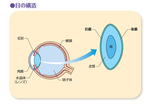 Fig1.眼の構造