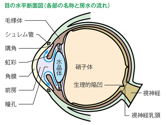 Fig1.目の水平断面図